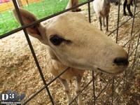 Goat - Middlesex County Fair 2013