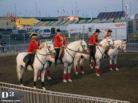 Lipzanner Stallions Meadowlands