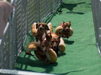 New Jersey State Fair 2016